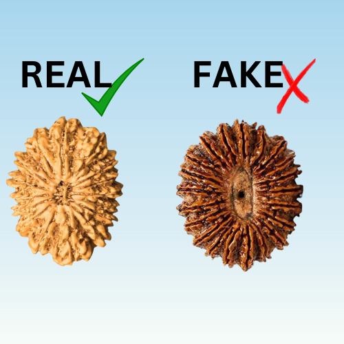 How to Identify the Purity of the Rudraksha over Artificial Rudraksha Beads