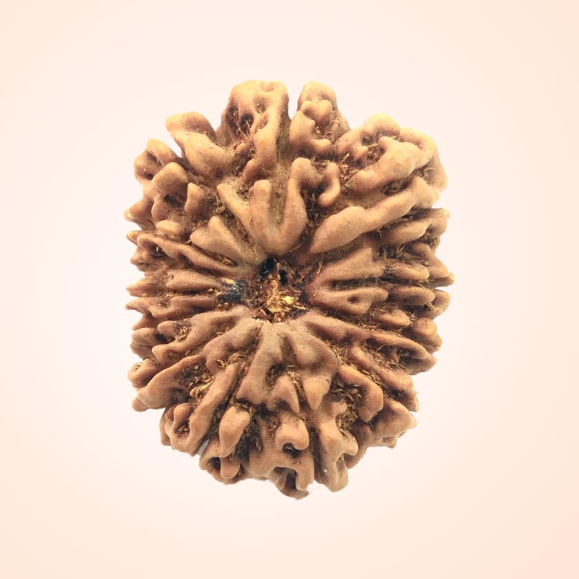 Collector Rudraksha Beads