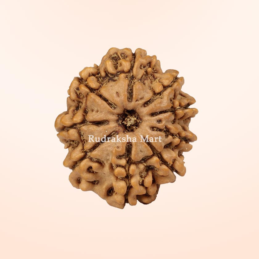 Nepali Rudraksha