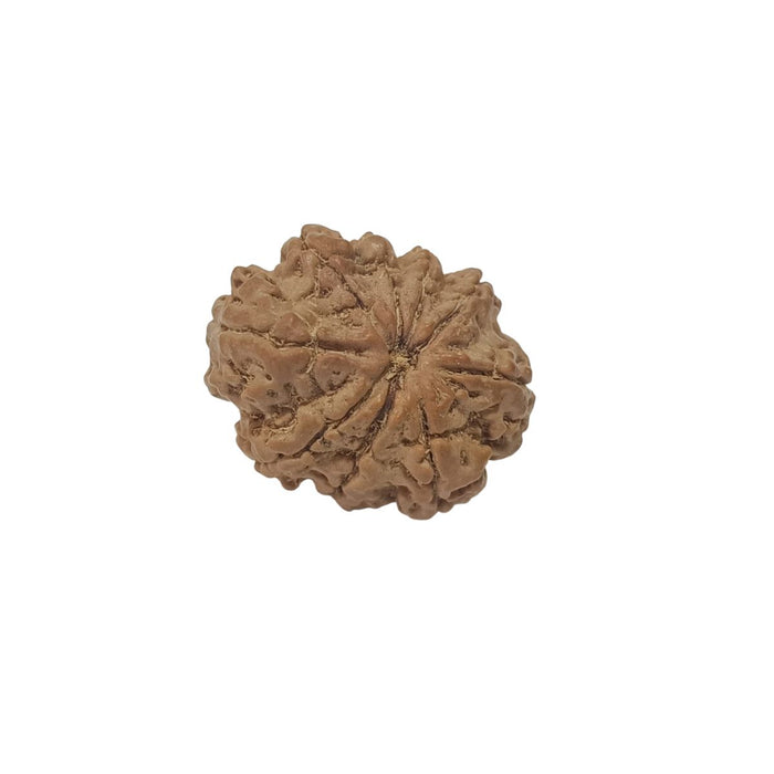 9 Mukhi Nepali Rudraksha Collector Bead with Lab Certificate and X-Ray Report, 28.55mm Size in India, US, UK, Australia, Europe