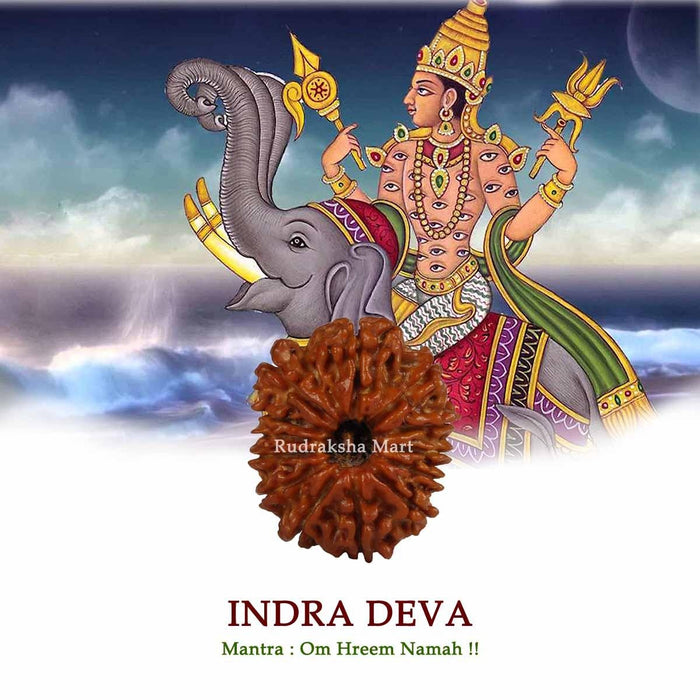 13 Mukhi Nepali Rudraksha in India, US, UK, Australia, Europe
