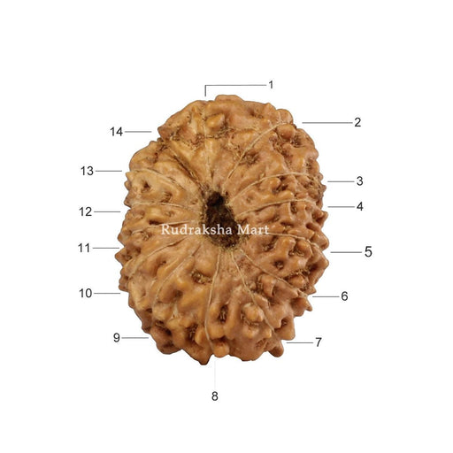 14 Mukhi Java Rudraksha in India, US, UK, Australia, Europe