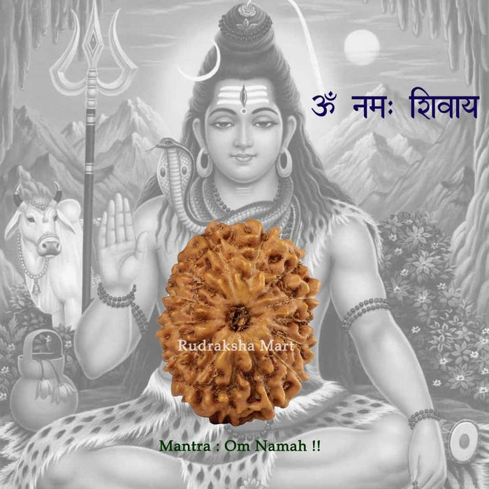 14 Mukhi Java Rudraksha in India, US, UK, Australia, Europe
