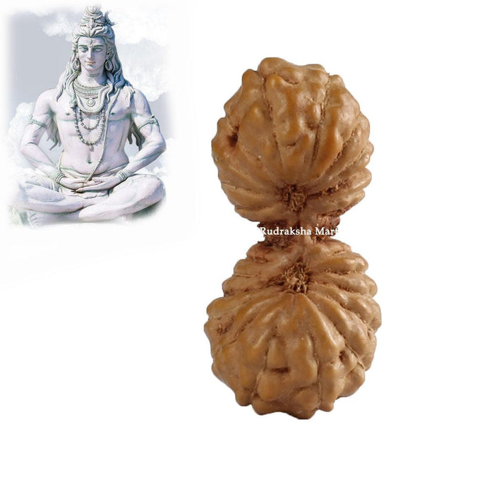 26 Mukhi Gauri Shankar Java Rudraksha in India, US, UK, Australia, Europe