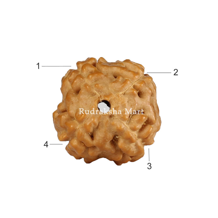 4 Mukhi Java Rudraksha in India, US, UK, Australia, Europe