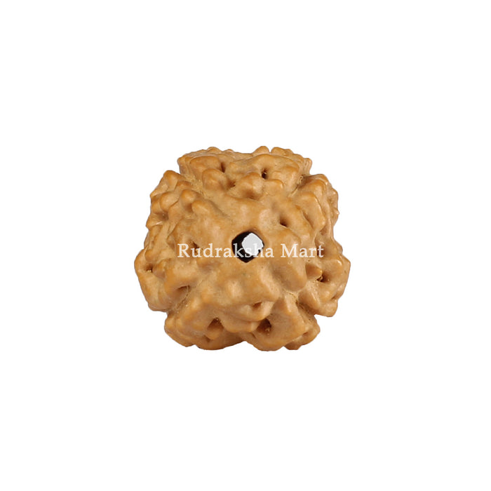 4 Mukhi Java Rudraksha in India, US, UK, Australia, Europe