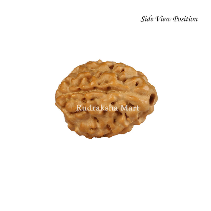 4 Mukhi Java Rudraksha in India, US, UK, Australia, Europe