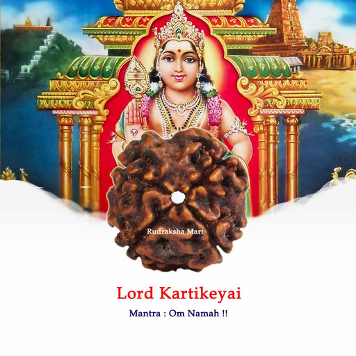 4 Mukhi Nepali Rudraksha- RM-N4 in India, US, UK, Australia, Europe