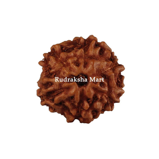 6 Mukhi Java Rudraksha Bead in India, US, UK, Australia, Europe