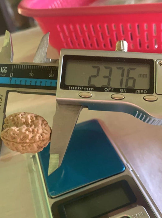 3 Mukhi Nepali Collector Rudraksha Bead in India, US, UK, Australia, Europe