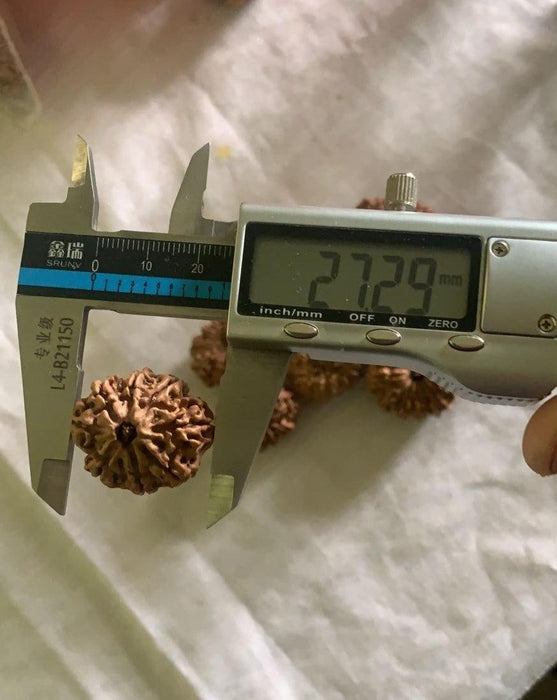 8 Mukhi Nepali Collector Rudraksha Bead in India, US, UK, Australia, Europe