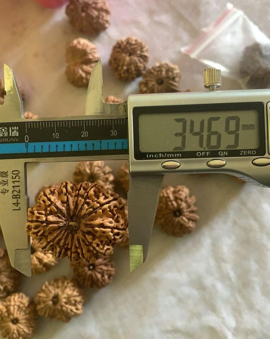 12 Mukhi Nepali Collector Rudraksha Bead in India, US, UK, Australia, Europe