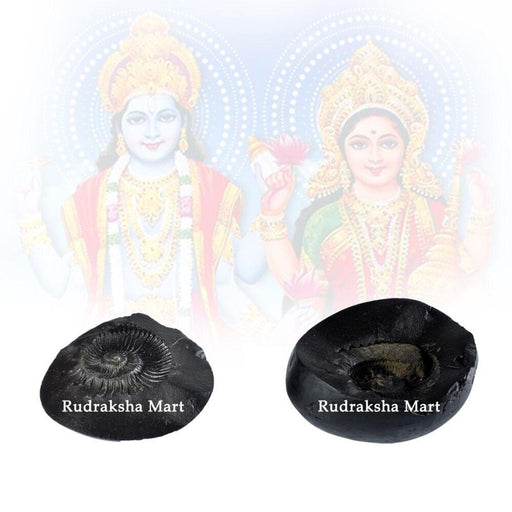 Laxmi Narayan Auspicious Shaligram Stone in India, US, UK, Australia, Europe
