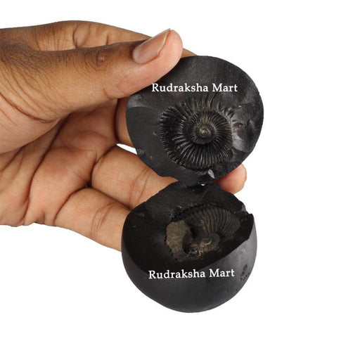 Laxmi Narayan Auspicious Shaligram Stone in India, US, UK, Australia, Europe