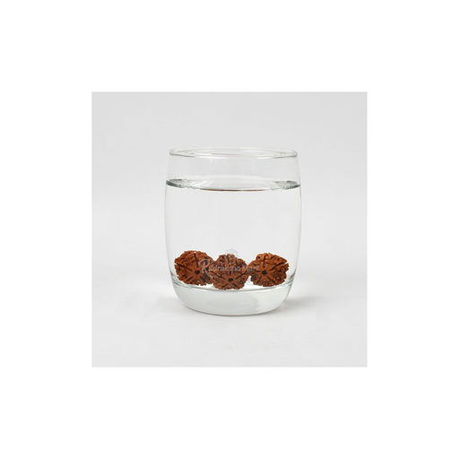 5 Mukhi Nepali Rudraksha Beads for Water Therapy in India, US, UK, Australia, Europe