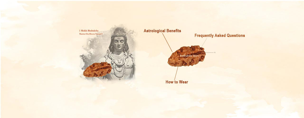 1 Mukhi Java Rudraksha Blog Image
