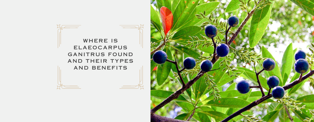 Where is Elaeocarpus Ganitrus found and their types and benefits