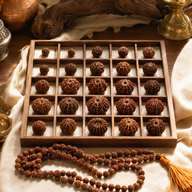 1 to 21 Mukhi Rudraksha