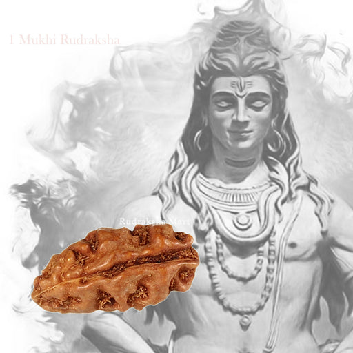 1 Mukhi Java Rudraksha in India, US, UK, Australia, Europe