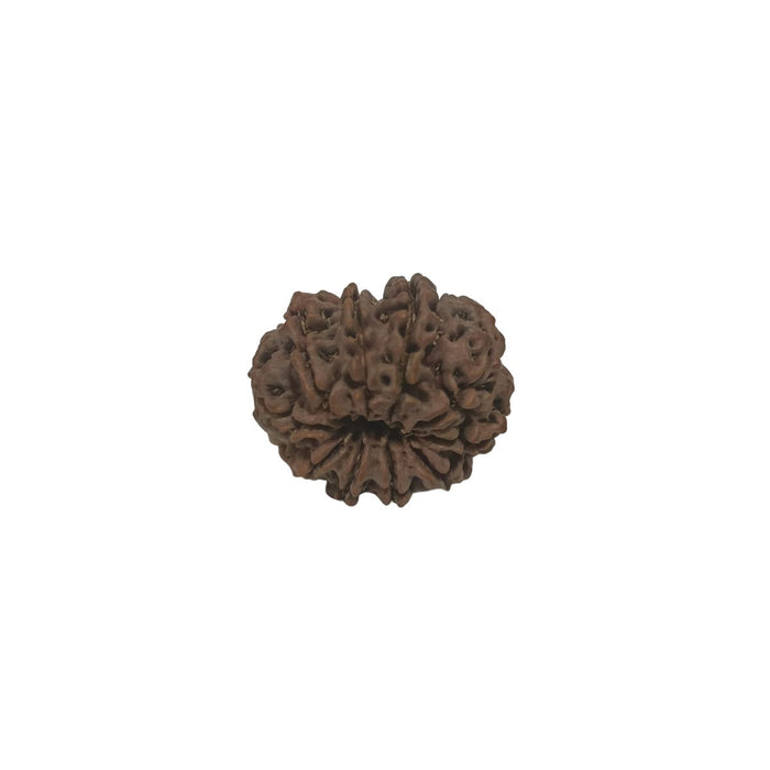 10 Mukhi Nepali Rudraksha Collector Bead with Lab Certificate and X-Ray Report, 30.15mm Size in India, US, UK, Australia, Europe