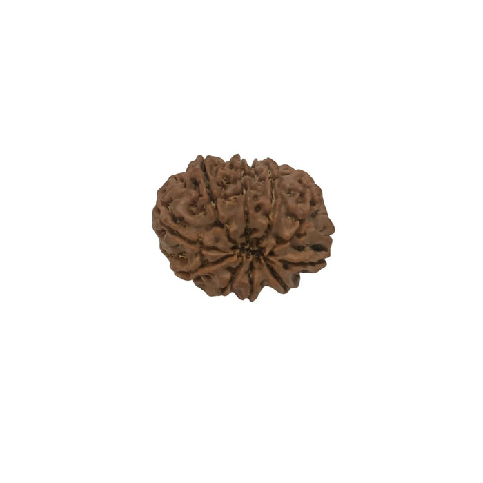 10 Mukhi Nepali Rudraksha Collector Bead with Lab Certificate and X-Ray Report, 29.65mm Size in India, US, UK, Australia, Europe