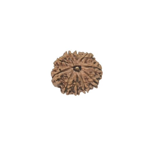 10 Mukhi Nepali Rudraksha Collector Bead with Lab Certificate and X-Ray Report, 29mm Size in India, US, UK, Australia, Europe