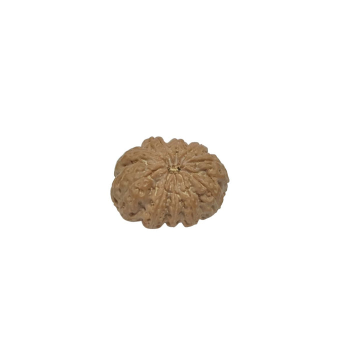 10 Mukhi Nepali Rudraksha Collector Bead with Lab Certificate and X-Ray Report, 28.65mm Size in India, US, UK, Australia, Europe