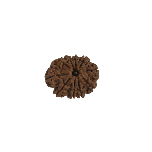 of 10 Mukhi Nepali Rudraksha Collector Bead with Lab Certificate and X-Ray Report, 29.65mm Size in India, US, UK, Australia, Europe