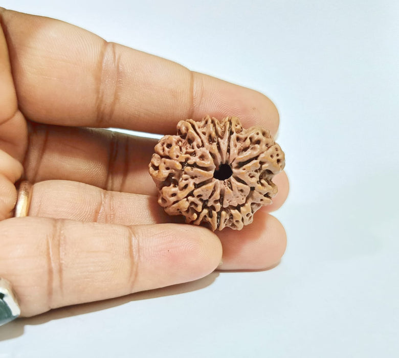 10 Mukhi Nepali Rudraksha Collector Bead with Lab Certificate and X-Ray Report, 30mm Size in India, US, UK, Australia, Europe