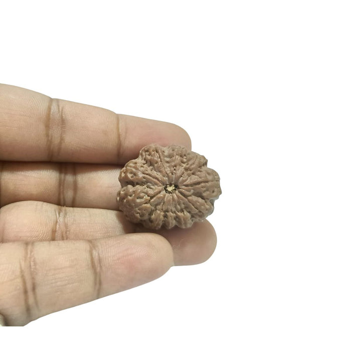 10 Mukhi Nepali Rudraksha Collector Bead with Lab Certificate and X-Ray Report, 28.65mm Size in India, US, UK, Australia, Europe
