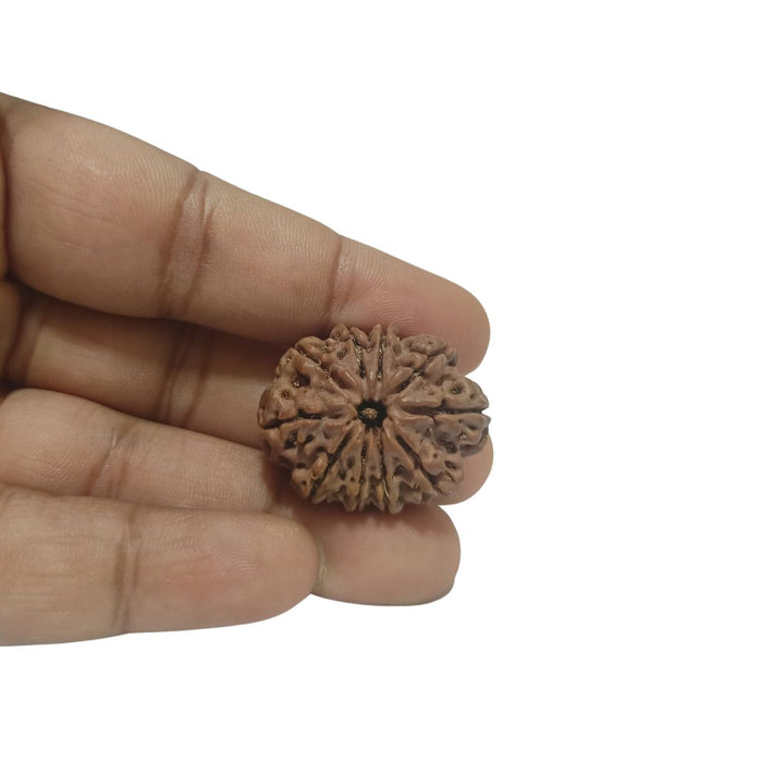 10 Mukhi Nepali Rudraksha Collector Bead with Lab Certificate and X-Ray Report, 29.65mm Size in India, US, UK, Australia, Europe