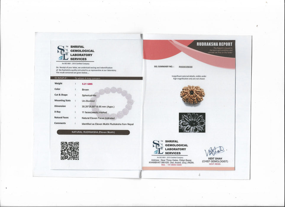 11 Mukhi Nepali Rudraksha Collector Bead with Lab Certificate and X-Ray Report, 30.20mm Size in India, US, UK, Australia, Europe