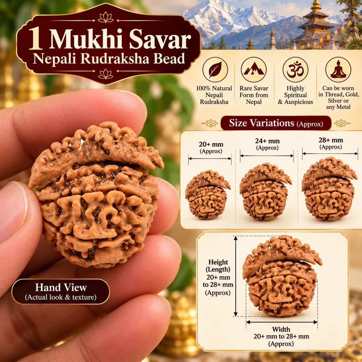 1 Mukhi Savar Nepali Rudraksha with Lab Certified in India, US, UK, Australia, Europe