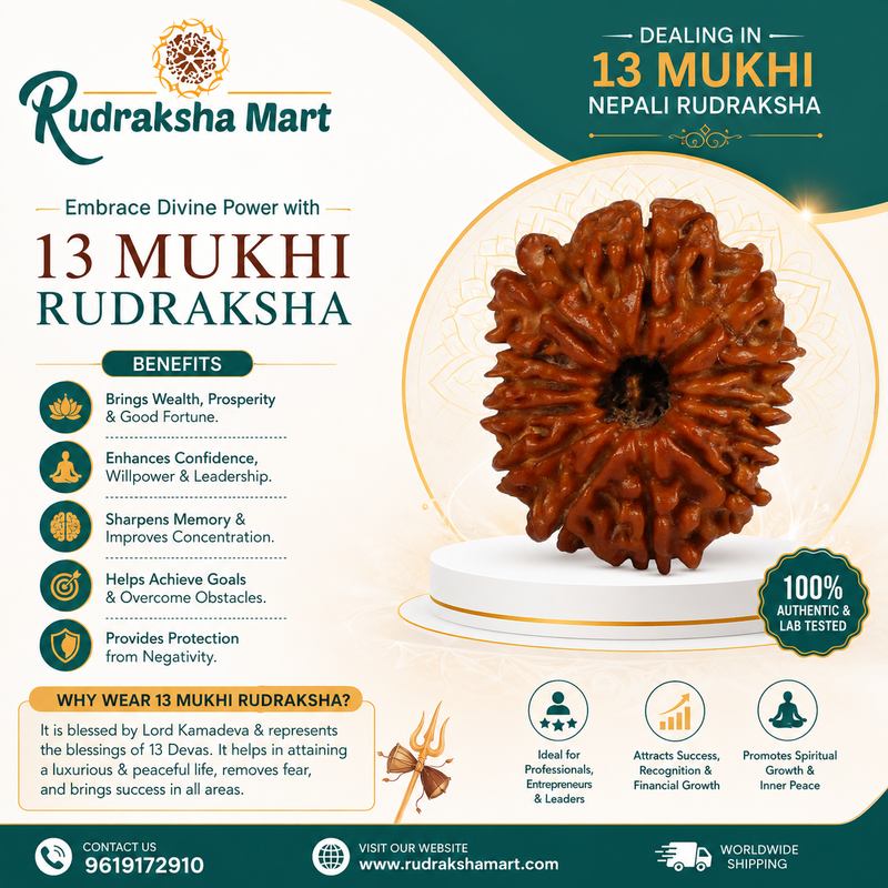 13 Mukhi Nepali Rudraksha