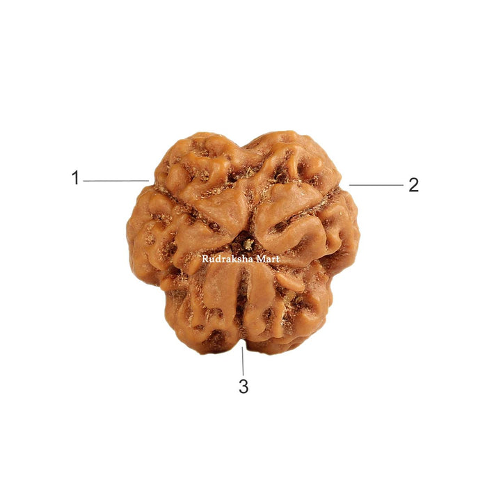 3 Mukhi Nepali Collector Rudraksha Bead