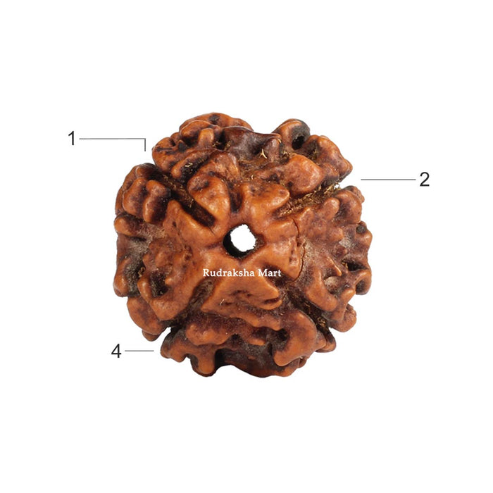 4 Mukhi Nepali Collector Rudraksha Bead