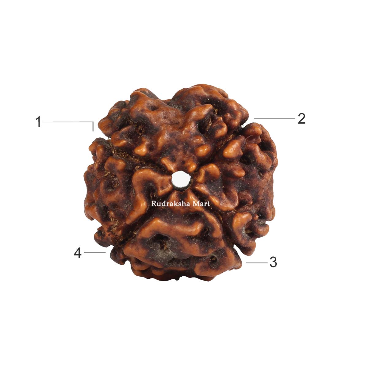 4 Mukhi Nepali Collector Rudraksha Bead in India, US, UK, Australia, Europe