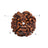 4 Mukhi Nepali Collector Rudraksha Bead in India, US, UK, Australia, Europe