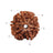 6 Mukhi Nepali Collector Rudraksha Bead in India, US, UK, Australia, Europe