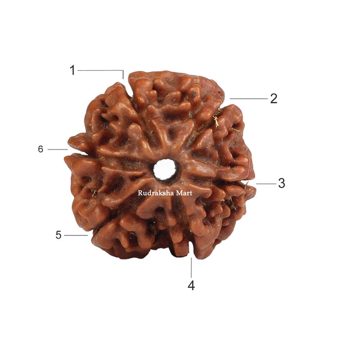 6 Mukhi Nepali Collector Rudraksha Bead