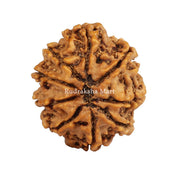 9 Mukhi Nepali Collector Rudraksha Bead