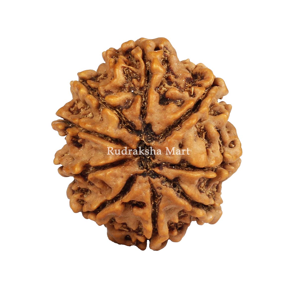 9 Mukhi Nepali Collector Rudraksha Bead in India, US, UK, Australia, Europe