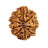 9 Mukhi Nepali Collector Rudraksha Bead in India, US, UK, Australia, Europe