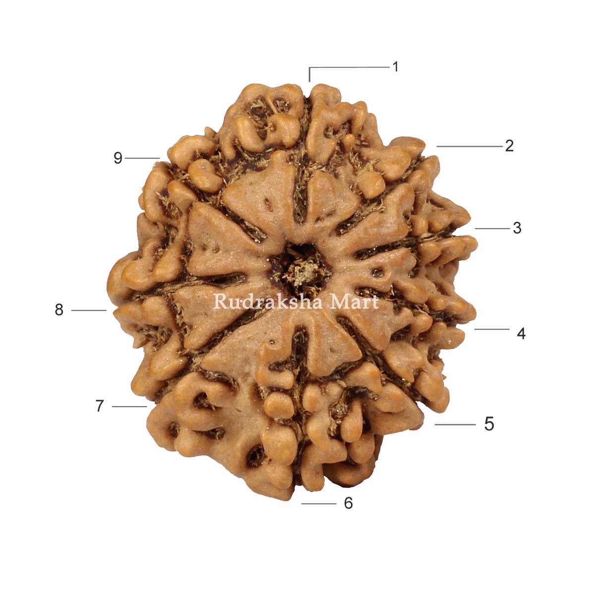 9 Mukhi Nepali Collector Rudraksha Bead in India, US, UK, Australia, Europe