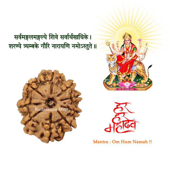 9 Mukhi Nepali Collector Rudraksha Bead