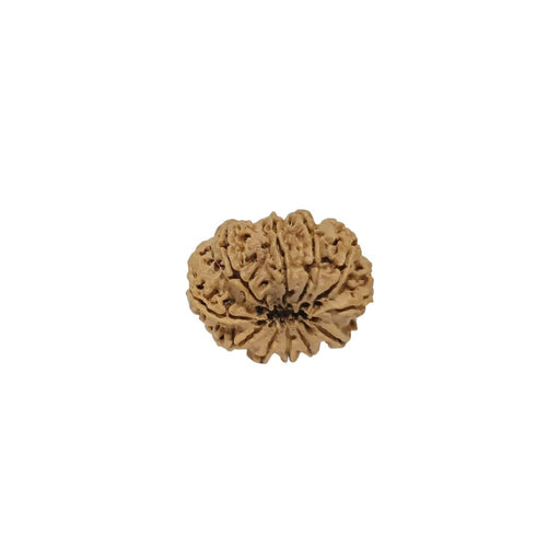 11 Mukhi Nepali Rudraksha Collector Bead with Lab Certificate and X-Ray Report, 30.20mm Size in India, US, UK, Australia, Europe