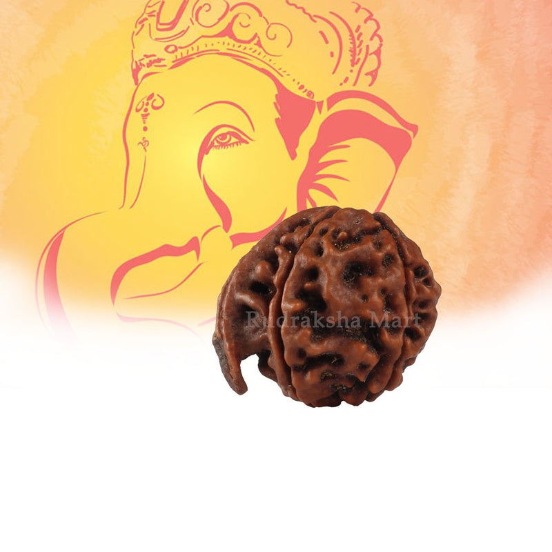 Ganesh Mukhi Nepali Rudraksha in India, US, UK, Australia, Europe