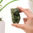 Green Tourmaline Raw Cluster in India, US, UK, Australia, Europe