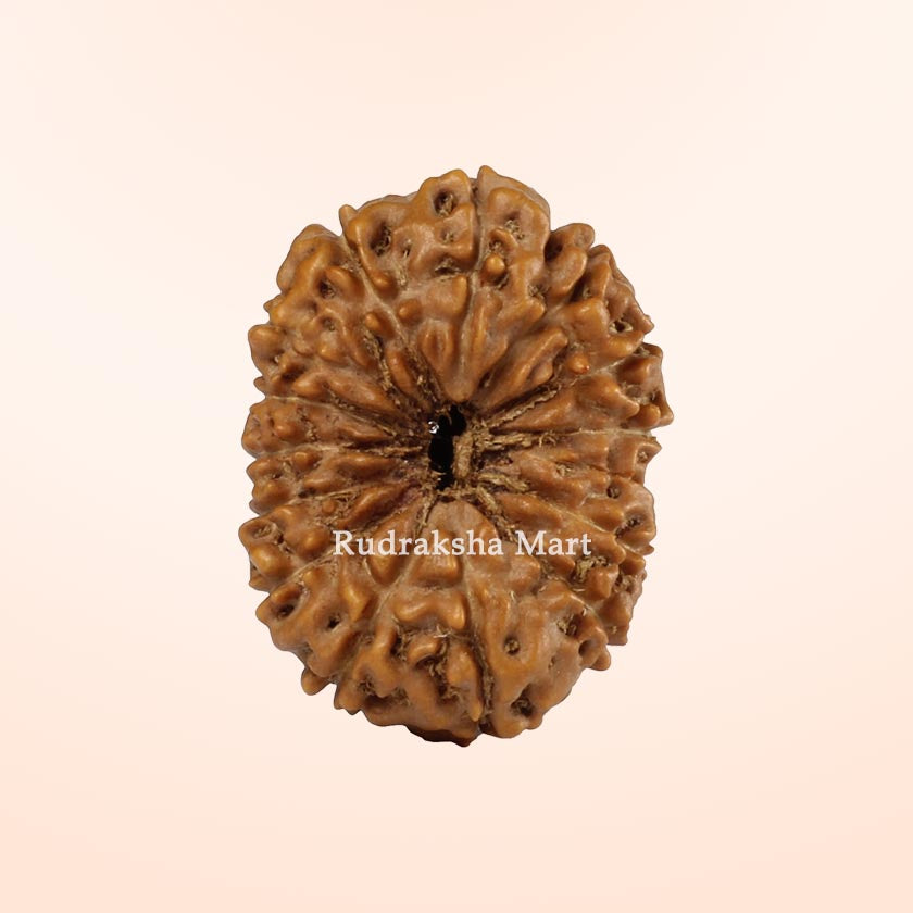 Java Rudraksha Beads