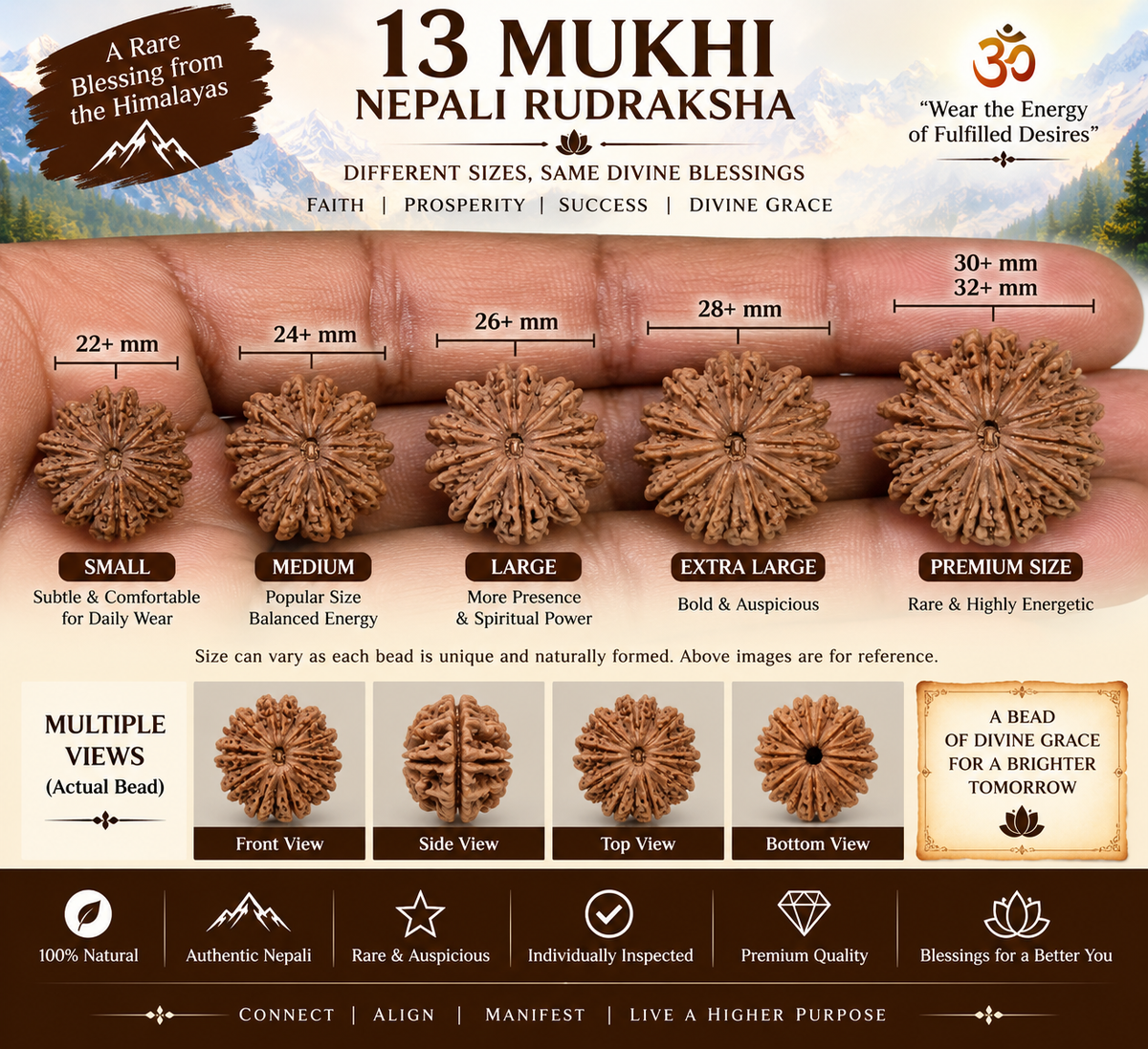 13 Mukhi Nepali Rudraksha in India, US, UK, Australia, Europe